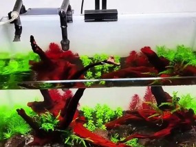 如何用手机拍摄草缸照片和视频？技巧有哪些？
