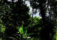 雨林手机拍照技巧是什么？如何设置拍照参数？