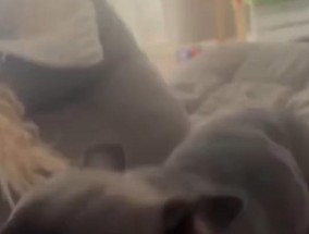 狗子低音炮的训练方法是什么？