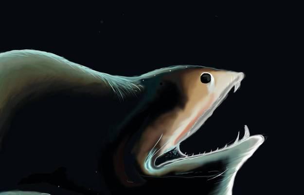 神秘海底万米深处的生物世界（探索海底万米生物多样性的奥秘）  第2张
