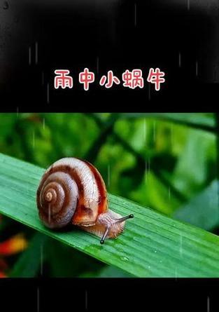 如何使用蜗牛摄像机通过手机拍照？  第2张