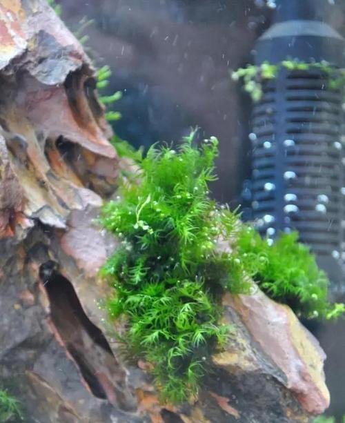 如何用手机拍摄草缸照片和视频？技巧有哪些？  第2张