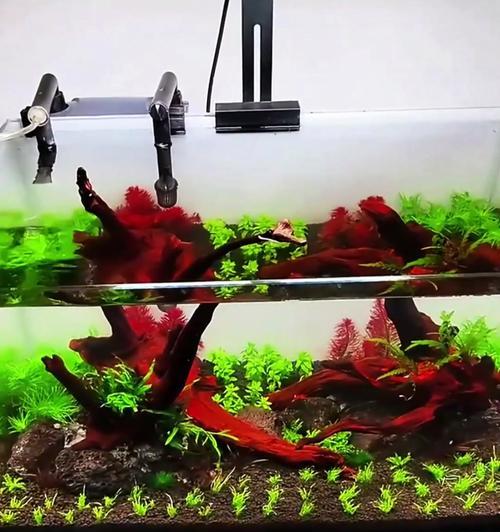 如何用手机拍摄草缸照片和视频？技巧有哪些？  第1张