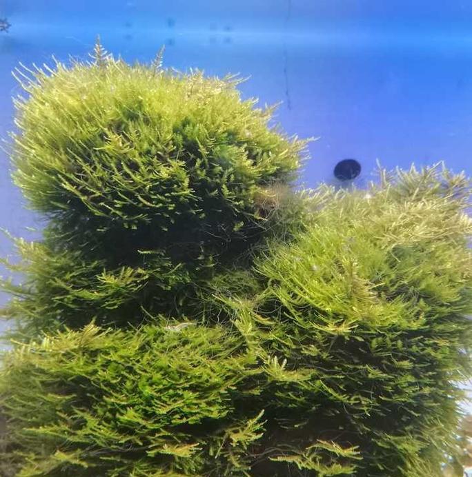 如何用手机拍摄草缸照片和视频？技巧有哪些？  第3张