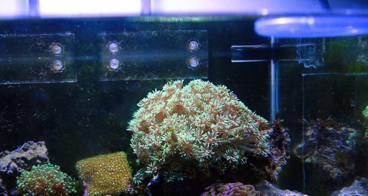 cf海底世界玩法指南是什么？  第2张